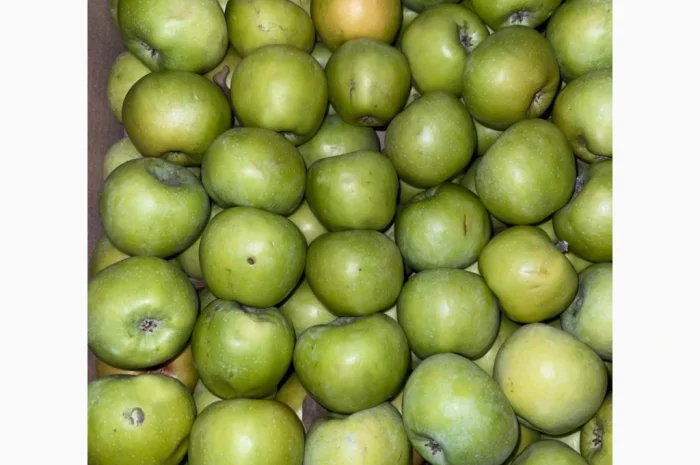 Продаються яблука оптом- фото № 2