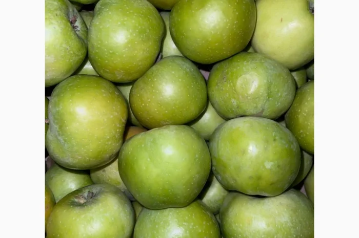 Продаються яблука оптом- фото № 3