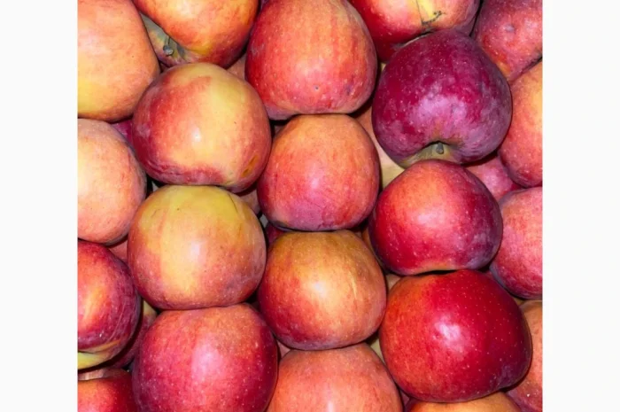 Продаються яблука оптом- фото № 5