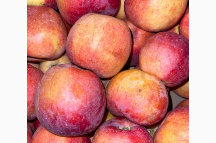 Продаються яблука оптом- фото № 6