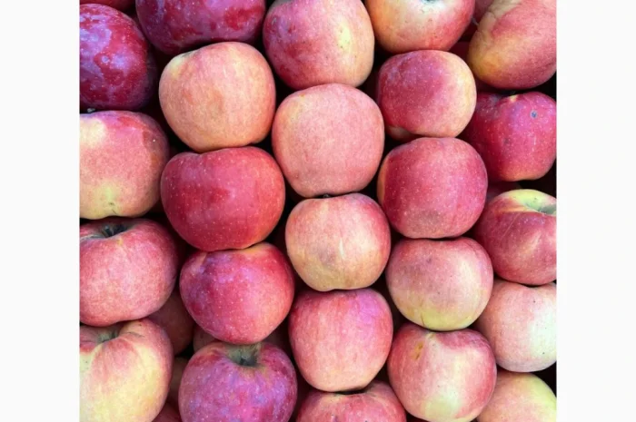 Продаються яблука оптом- фото № 7