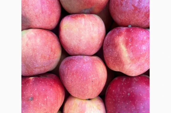 Продаються яблука оптом- фото № 8