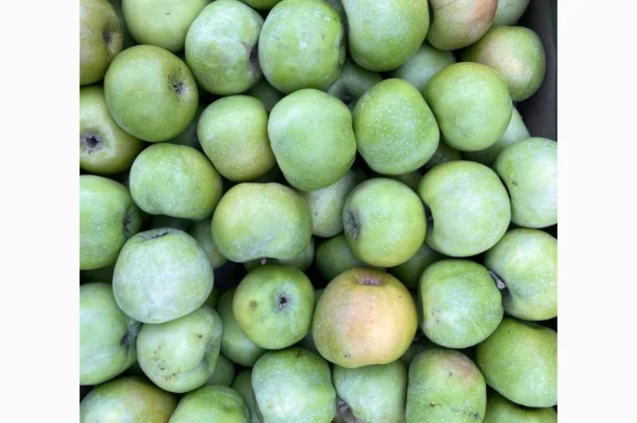 Продаються яблука оптом- фото № 9