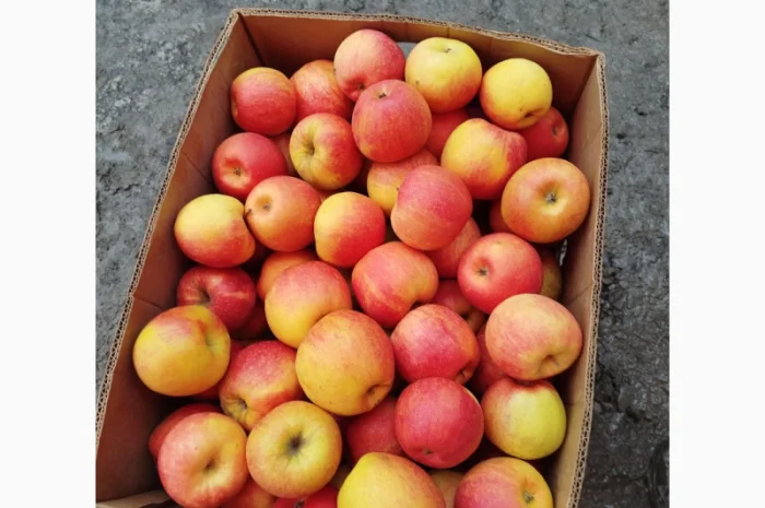 Продаются яблоки различных сортов- фото № 1