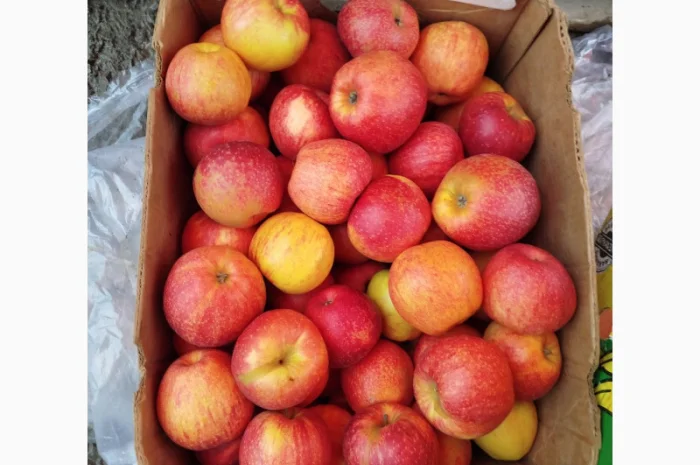 Продаются яблоки различных сортов- фото № 2