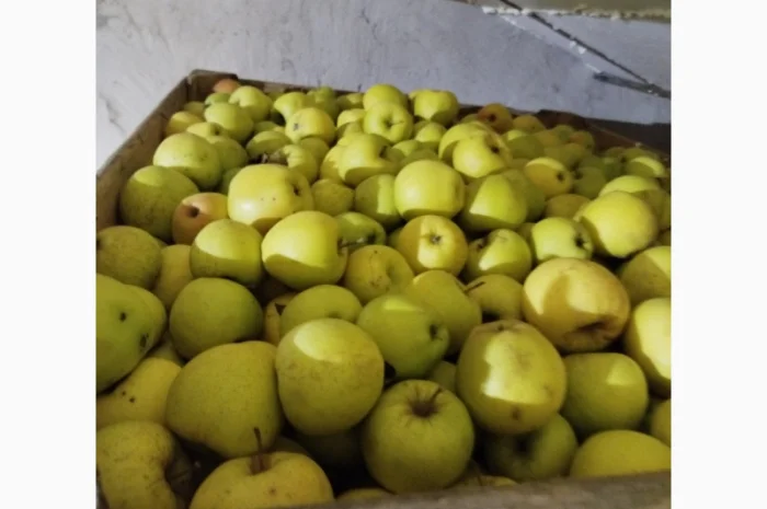 Продаются яблоки различных сортов- фото № 3