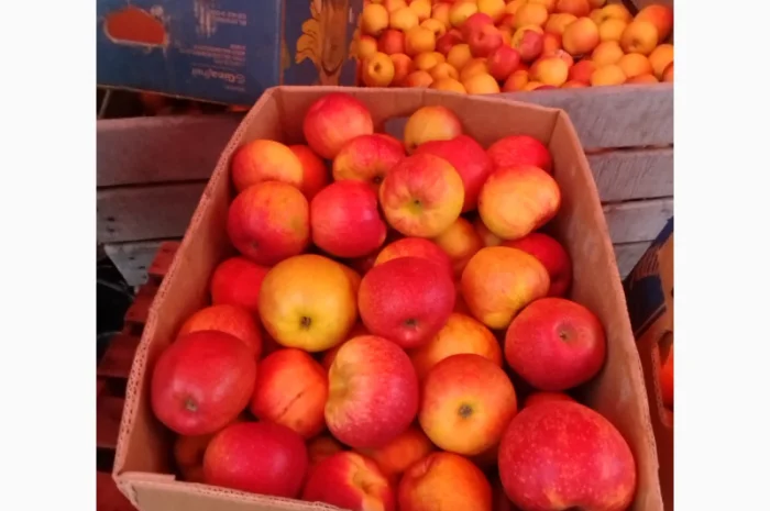 Продаются яблоки различных сортов- фото № 4