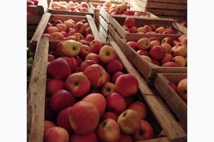 Продаются яблоки различных сортов- фото № 5