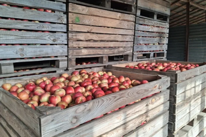 Пропоную яблука сорту Айдаред- фото № 1