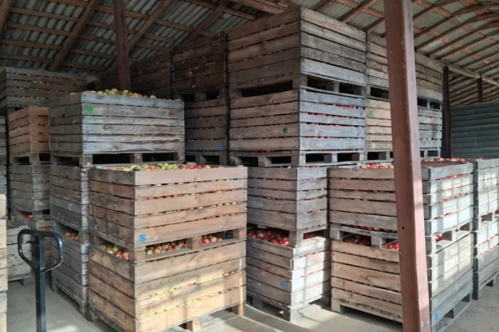 Пропоную яблука сорту Айдаред- фото № 2