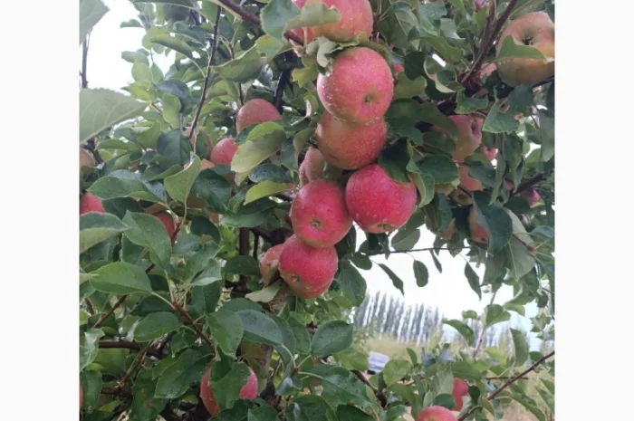 Продам яблука різних сортів- фото № 1