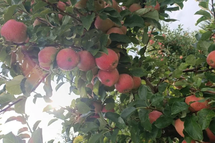 Продам яблука різних сортів- фото № 2