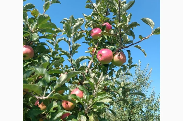 Продам яблука різних сортів- фото № 3