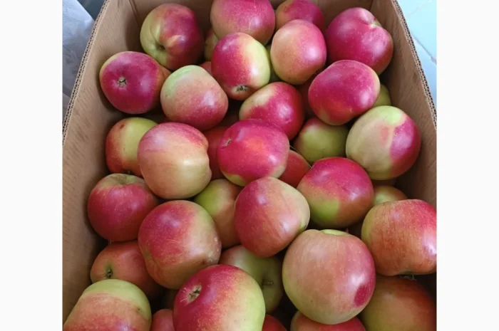 Продам яблука різних сортів- фото № 4