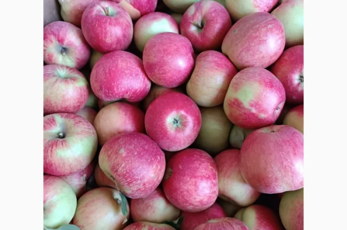 Продам яблука різних сортів- фото № 5