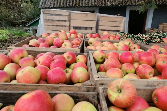 Продам яблука різних сортів- фото № 6