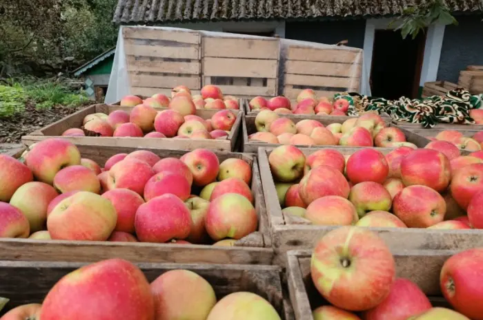 Продам яблука різних сортів- фото № 6