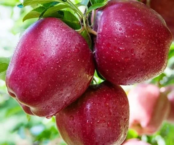 Закуповуємо яблука сорту Ред Чіф оптом від 10 тонн- фото № 1