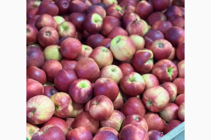 Продаются яблоки всех сортов из холодильника отличного качества- фото № 1
