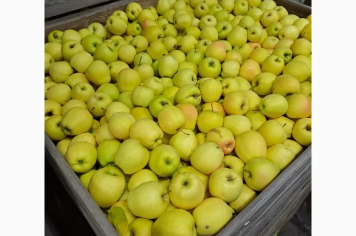 Продается яблоко сорта Голден- фото № 1