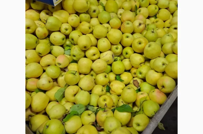 Продается яблоко сорта Голден- фото № 2