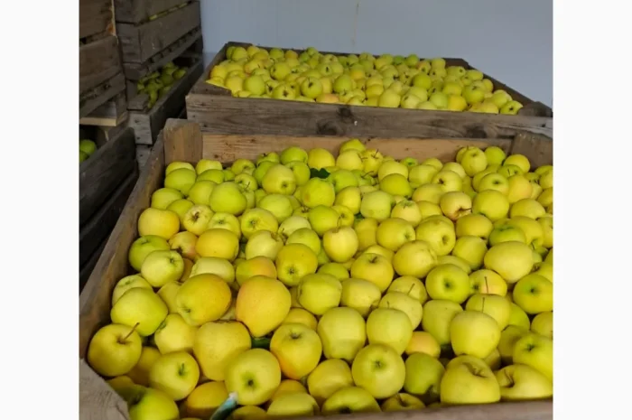 Продается яблоко сорта Голден- фото № 3