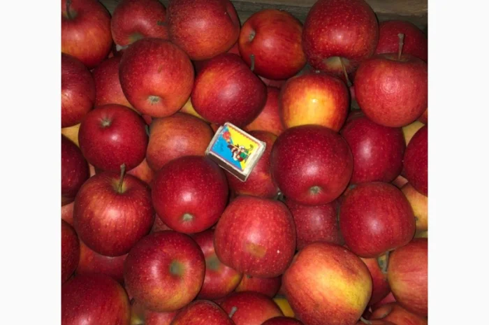 Яблука Пінова- фото № 1