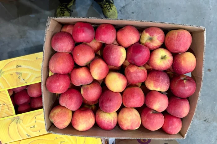 Продам Яблука з холодильника: Чемпіон- фото № 11