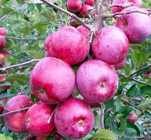 Продается яблоки сортов Флоріна и Айдаред- фото № 1