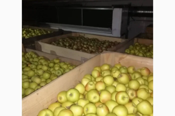Продаются яблоки урожая 2025 года- фото № 1