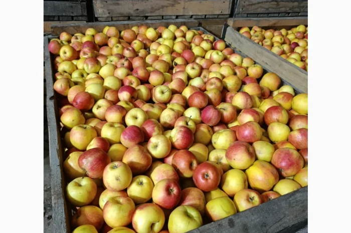 Продаются яблоки сорта Чемпион и Альдарет- фото № 1