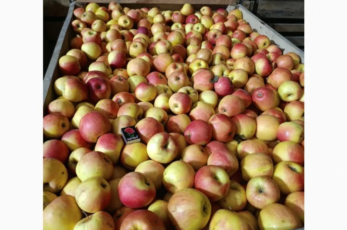 Продаются яблоки сорта Чемпион и Альдарет- фото № 2