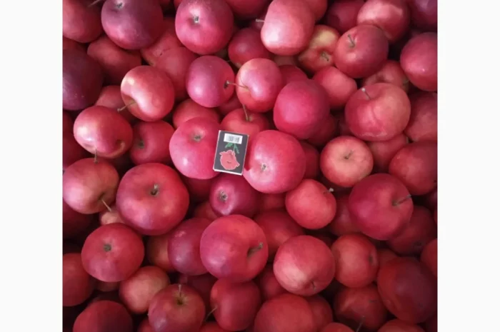 Продаются яблоки сорта Чемпион и Альдарет- фото № 3