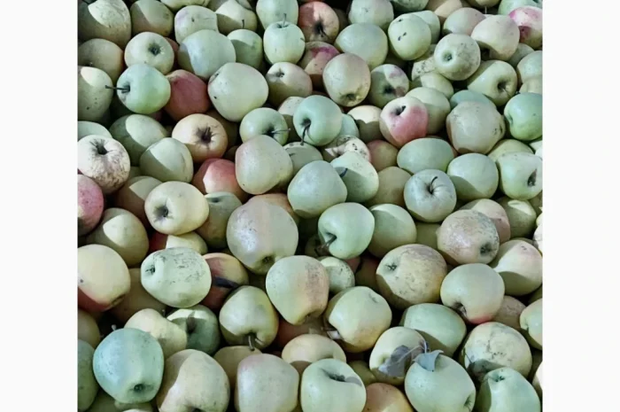 Продаются яблоки второго сорта из холодильника- фото № 1