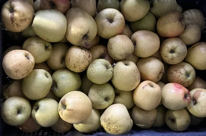 Продаются яблоки второго сорта из холодильника- фото № 2