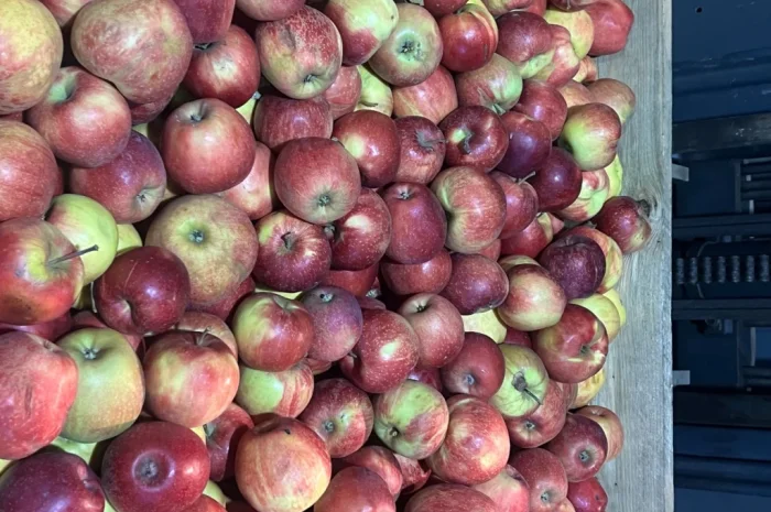 Продаются яблоки второго сорта из холодильника- фото № 3