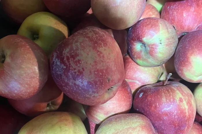 Продаются яблоки второго сорта из холодильника- фото № 4