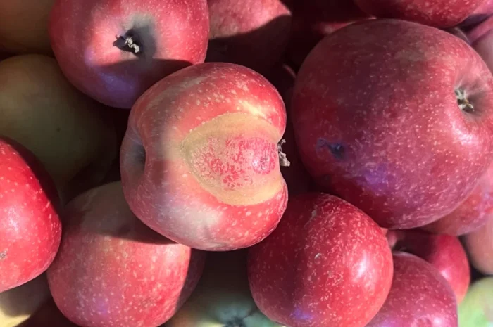Продаются яблоки второго сорта из холодильника- фото № 5