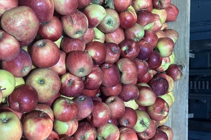 Продаются яблоки второго сорта из холодильника- фото № 6