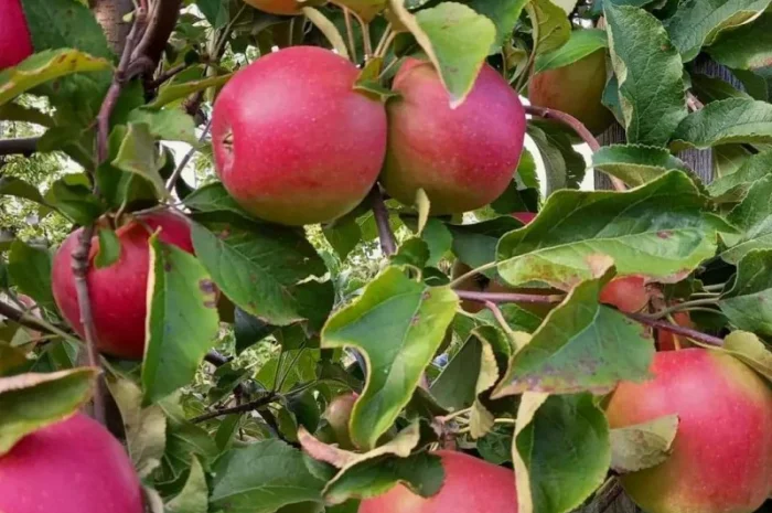 Продаются яблоки сортов Флоріна, Лігол, Еліза, Фуджі, Грані сміт, Джонагорет- фото № 1