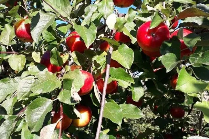 Продаются яблоки сортов Флоріна, Лігол, Еліза, Фуджі, Грані сміт, Джонагорет- фото № 2