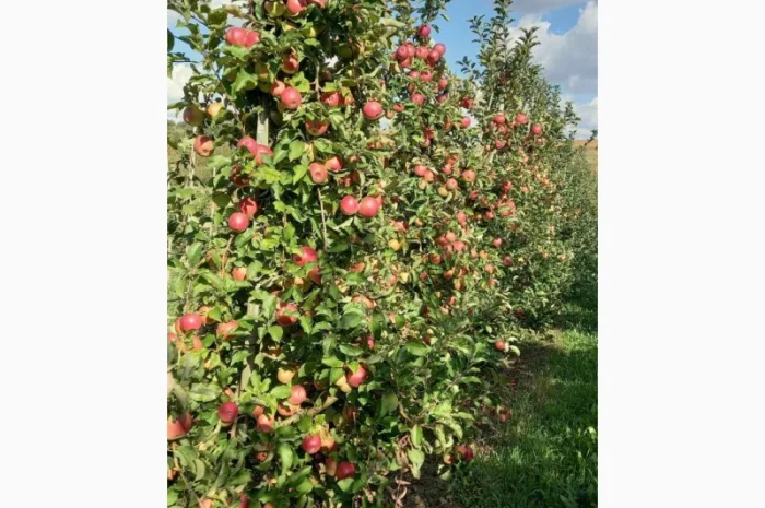 Продаются яблоки сортов Флоріна, Лігол, Еліза, Фуджі, Грані сміт, Джонагорет- фото № 3