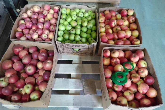 Продаются яблоки сорта Флорина собственного производства- фото № 1