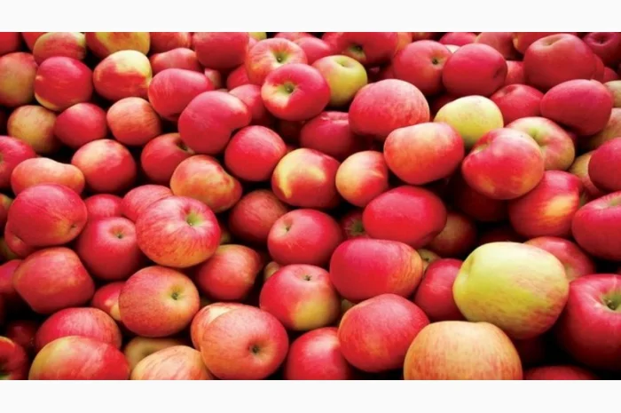 Продаются яблоки зимних сортов- фото № 1