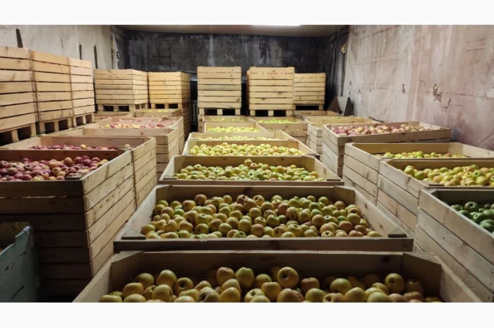 Продам яблука опт- фото № 1