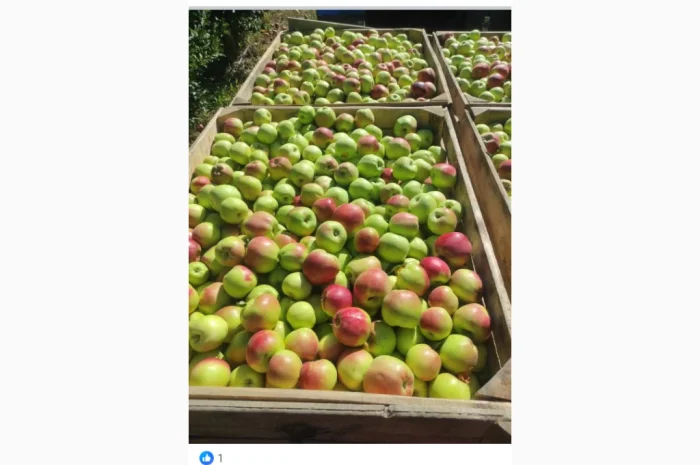 Свежие яблоки разных сортов- фото № 1