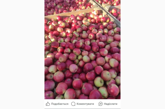 Свежие яблоки разных сортов- фото № 10
