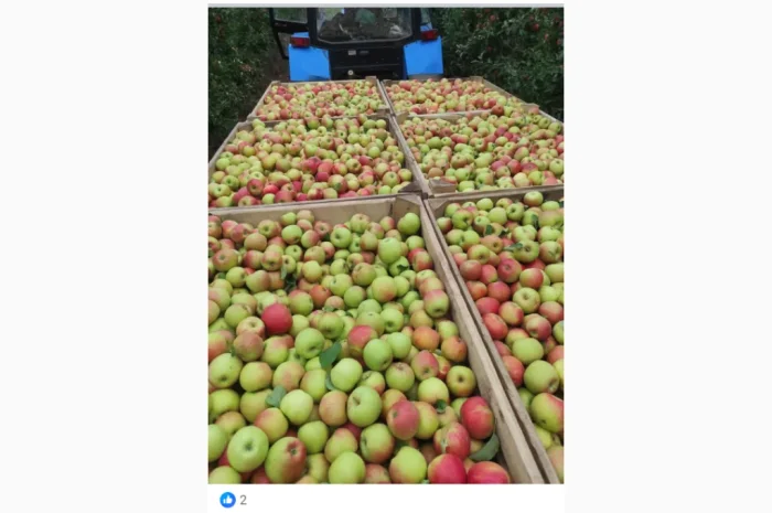 Свежие яблоки разных сортов- фото № 2