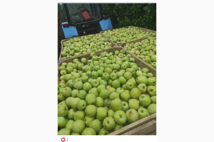 Свежие яблоки разных сортов- фото № 3