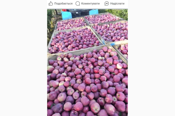 Свежие яблоки разных сортов- фото № 4